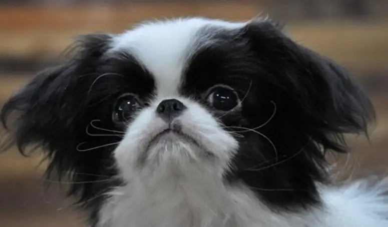 Japanese Chin: Temperament - PetTime