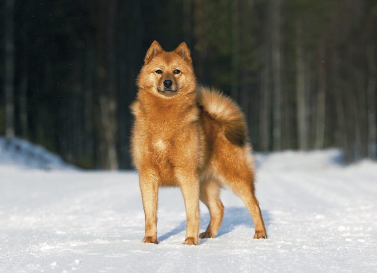 Karelo-Finnish Laika: Everything You Need to Know - PetTime