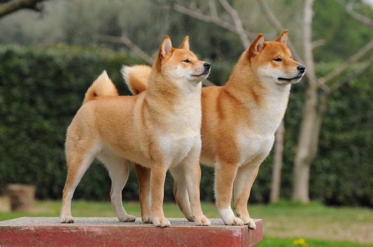 Kishu Ken: Everything You Need to Know - PetTime