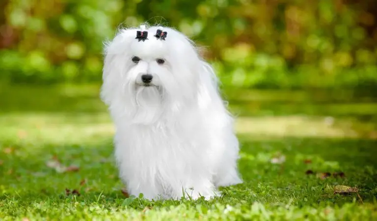 Maltese: Everything You Need to Know - PetTime