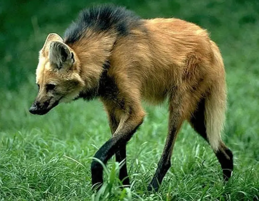 show me a maned wolf