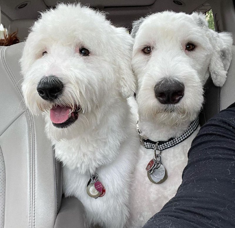 15 Reasons Why You Should Never Own Old English Sheepdog Dogs - Page 5 ...