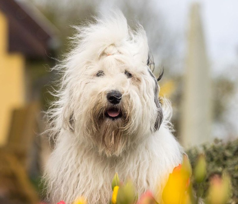 15 Reasons Why You Should Never Own Old English Sheepdog Dogs - Page 5 ...