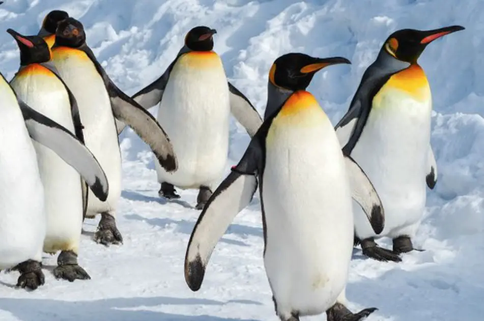 Пингвины идут с пляжа молча. Императорский Пингвин в Антарктиде. Королевский Пингвин в Антарктиде. Пингвины в Антарктиде. Отряд Пингвинообразные.