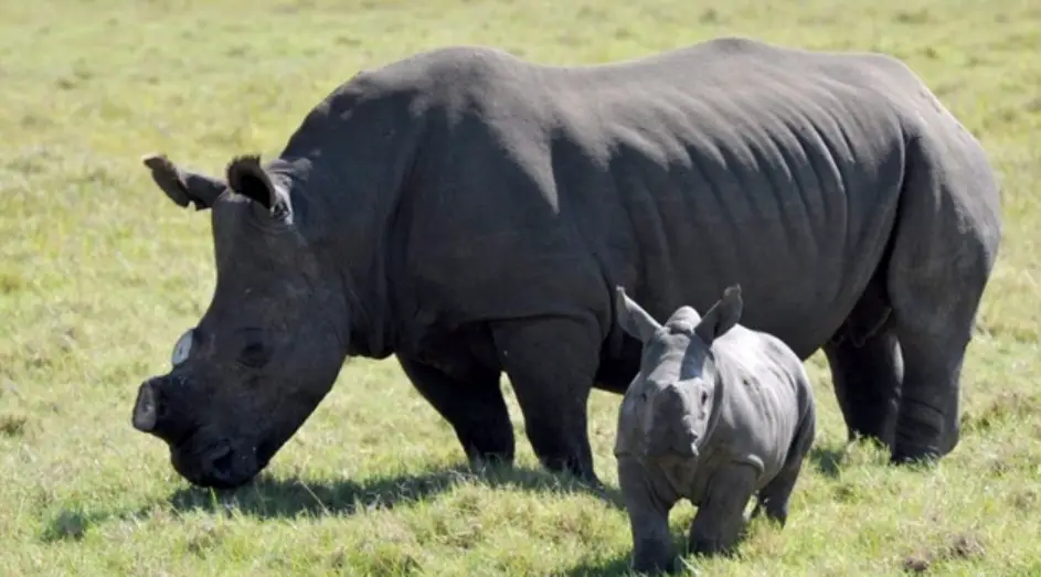 Save the Rhino - PetTime