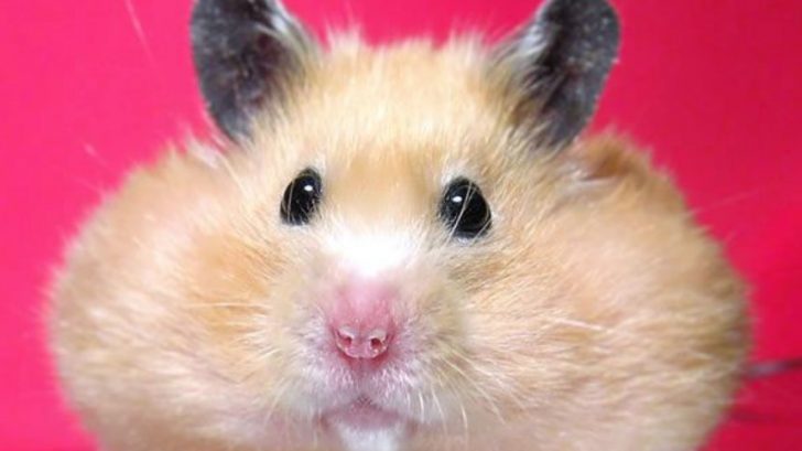 Overgrown or Too Long Hamster Teeth - PetTime