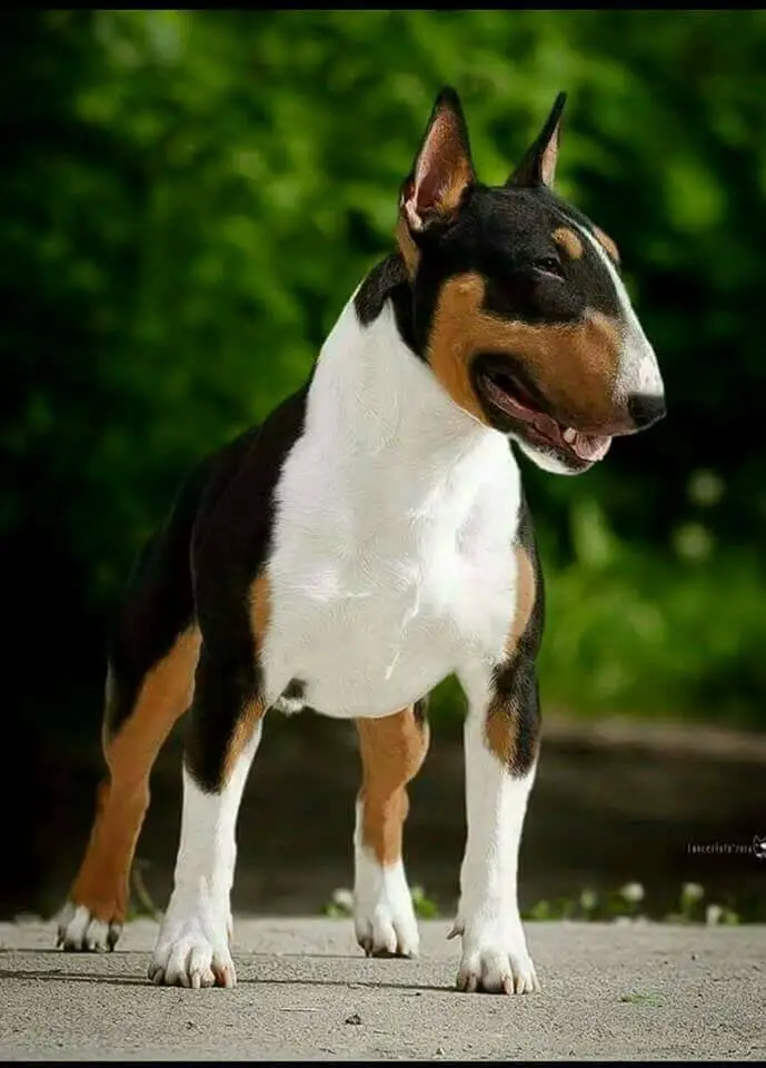 English Bull Terrier: Coat Colors - PetTime