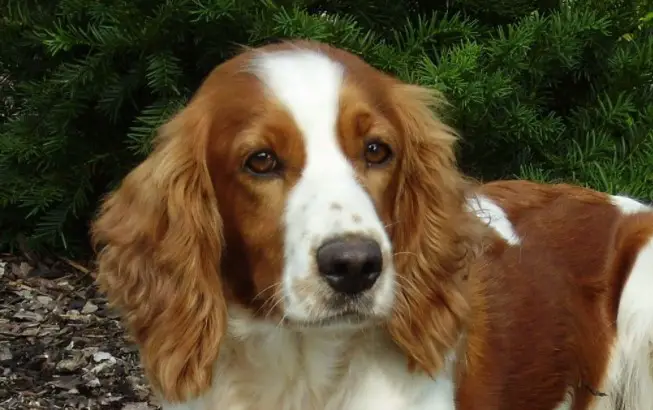 Welsh Springer Spaniel: Everything You Need To Know