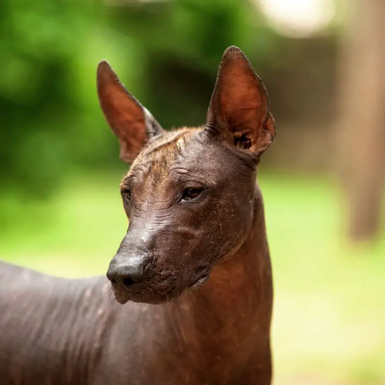 Xoloitzcuintle: Everything You Need to Know - PetTime