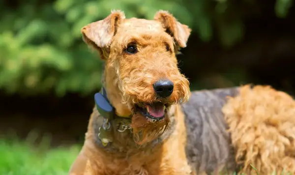 Airedale Terrier Temperament Intelligent Friendly 