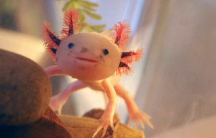 Interesting Facts About Axolotls