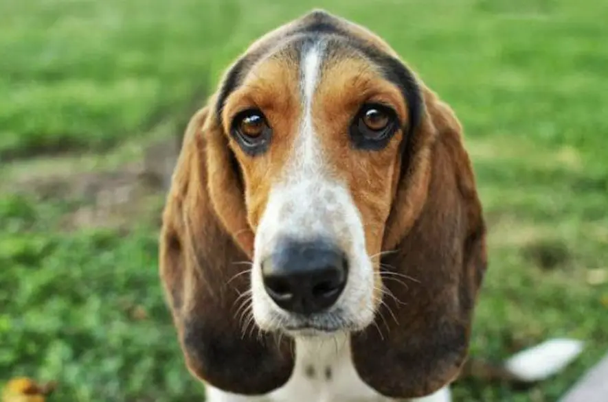 Basset Hounds: Care Tips - PetTime