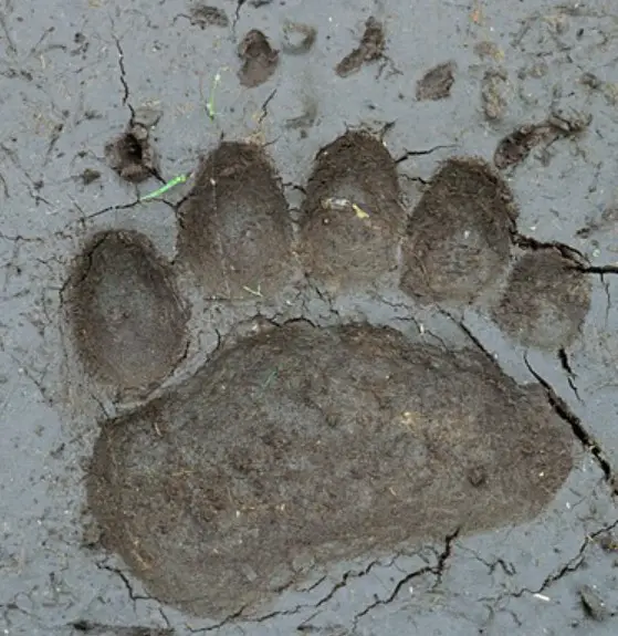 bear paw print in mud