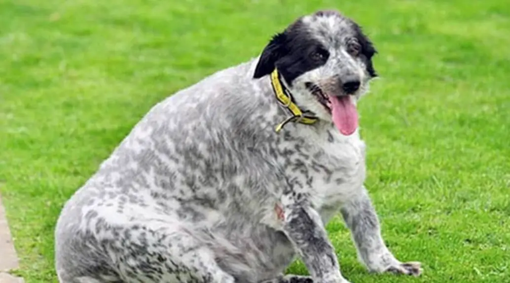 The Fattest Dog in the World PetTime