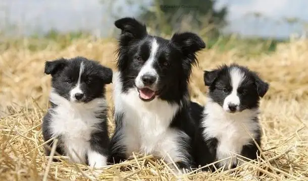 Border Collie Puppies - PetTime