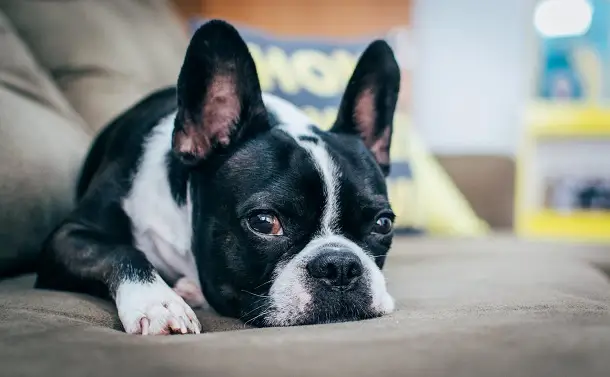 15 Pictures That Prove Boston Terriers Are Perfect Weirdos - PetTime