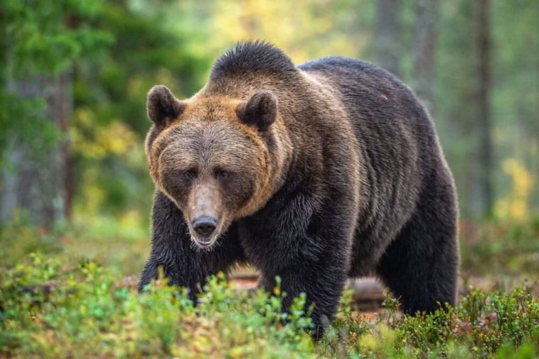 dangerous-bears-pettime