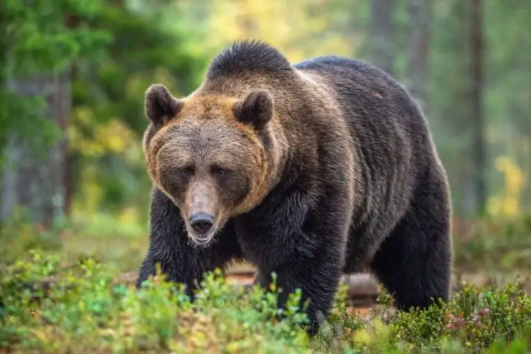 Dangerous Bears - PetTime