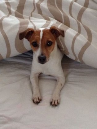 How to Care for a Jack Russell: Diet - PetTime