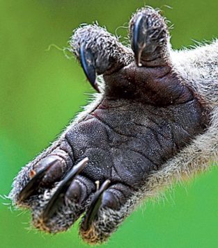 How Many Fingers Does a Koala Have?