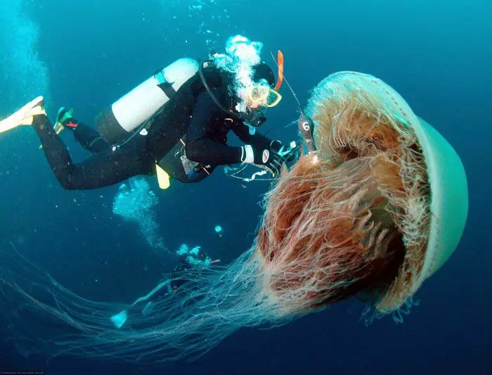 The Largest Jellyfish in the World - PetTime