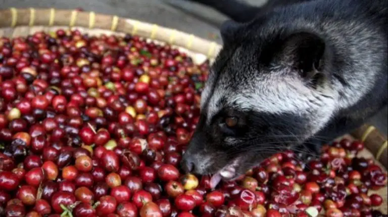 Kopi Luwak: the Most Expensive Type of Coffee