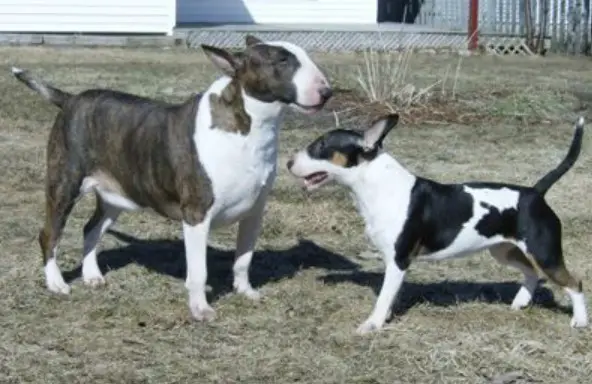 miniature bull terrier vs standard