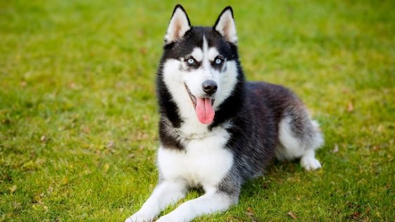 Siberian Husky: Mating