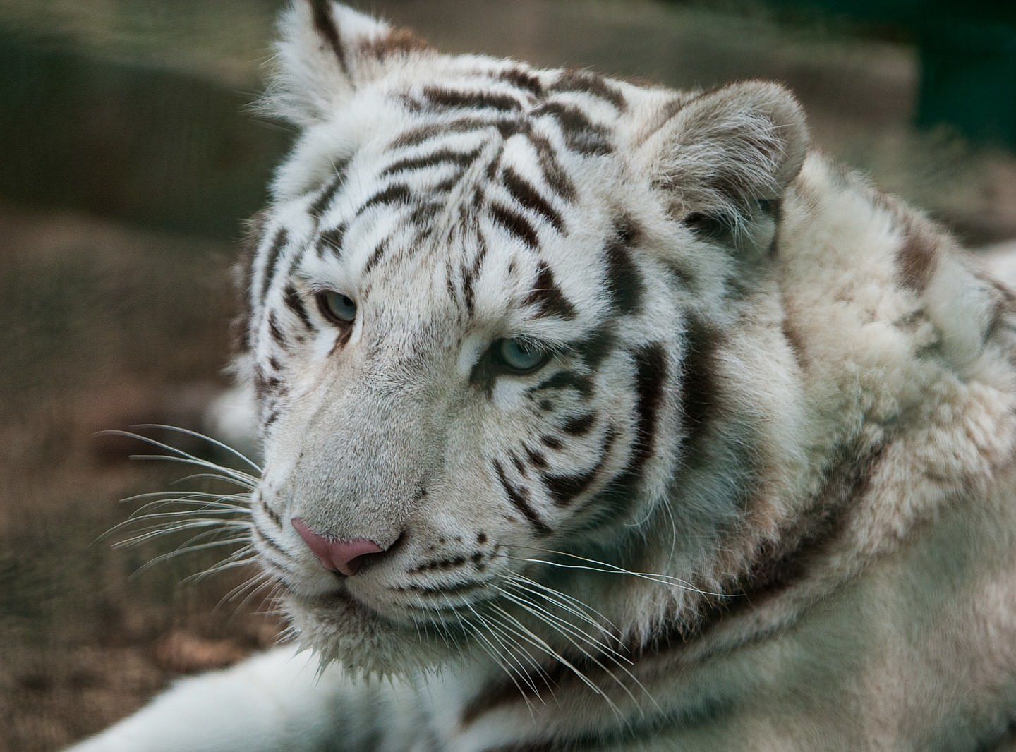 Where Do White Tigers Come From? - PetTime