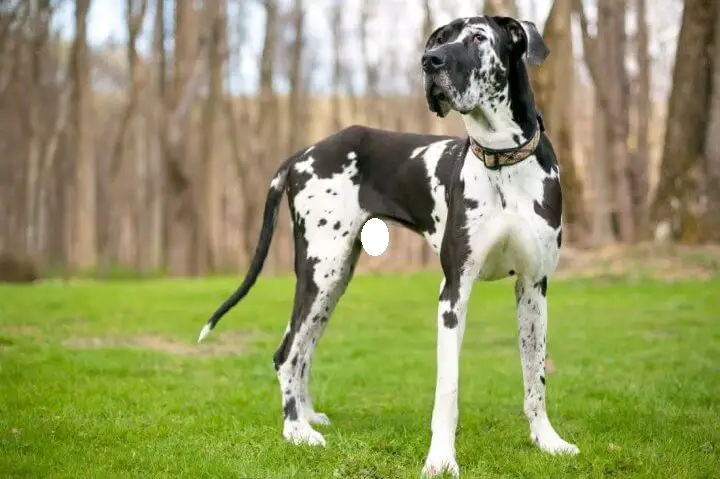 how-much-do-great-danes-cost-pettime