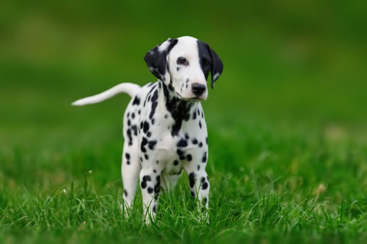 How Much Do Dalmatians Cost? PetTime