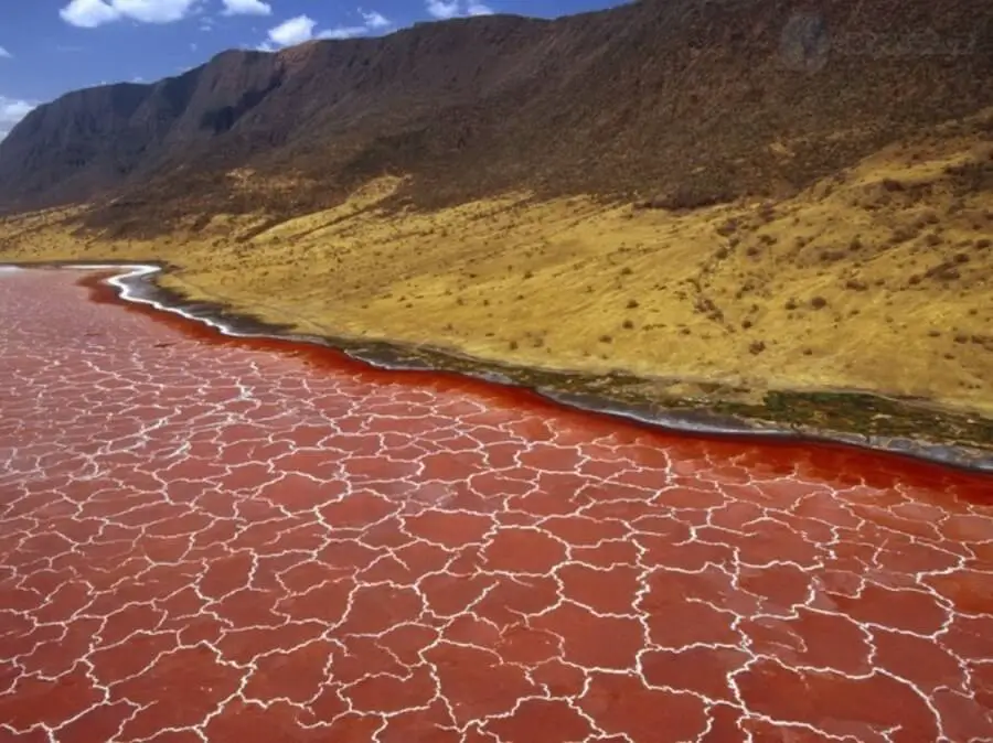 salt lake natron fish