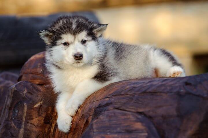 Alaskan Malamute Price Temperament Lifespan Pettime