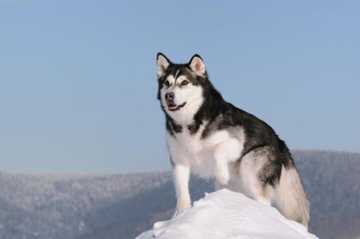 Alaskan Malamute: Price, Temperament, Lifespan - PetTime