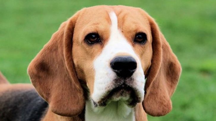 14+ Pros and Cons of Owning a Beagle - PetTime