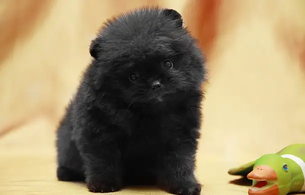 black pomeranian teddy bear