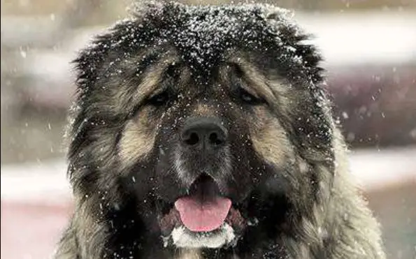 best dog food for caucasian shepherd