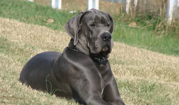 Great Dane Coat Colors & Patterns Explained (With Pictures)