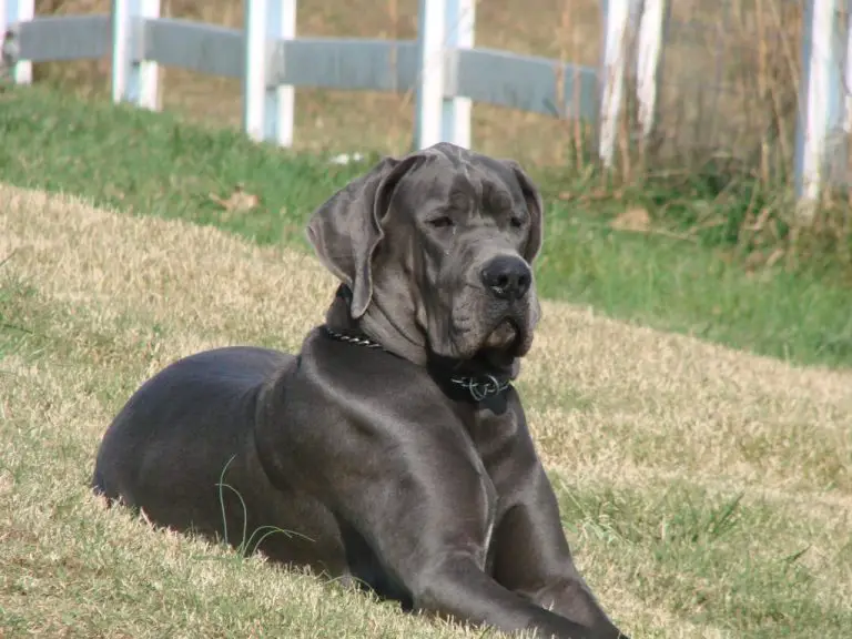 Great Dane Coat Colors & Patterns Explained (With Pictures) PetTime