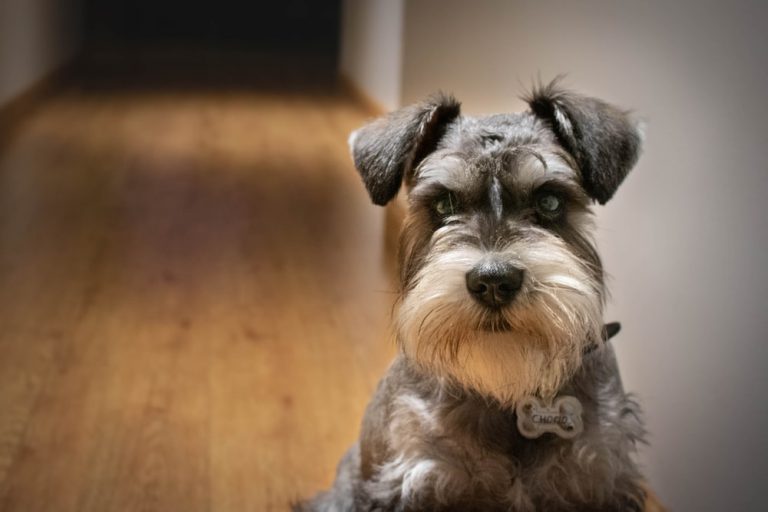 Miniature Schnauzer: Coat Colors