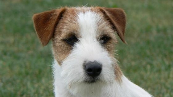 Jack Russell Terrier: Broken Coat - PetTime