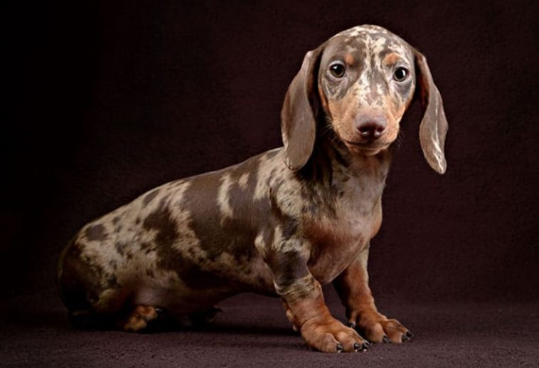 Dachshund: Coat Colors (With Pics) - PetTime