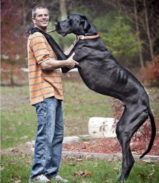 The Biggest Great Dane in the World - PetTime