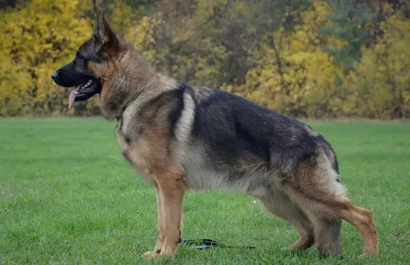 Multi Colored German Shepherd Dog Breed Info - PetTime