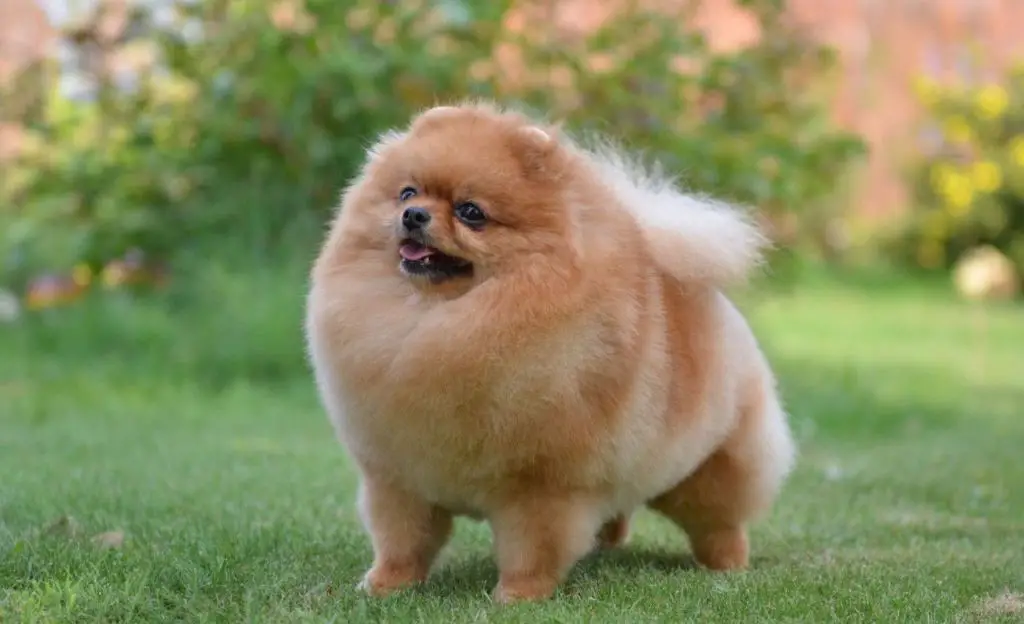 bear face pomeranian breeder