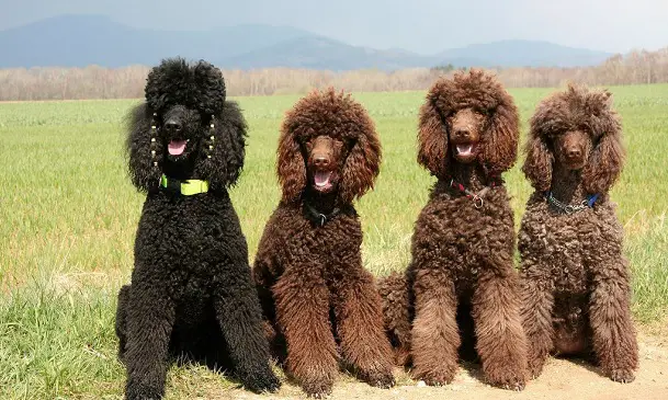 Poodle Hair: Care and Type of Coats - PetTime