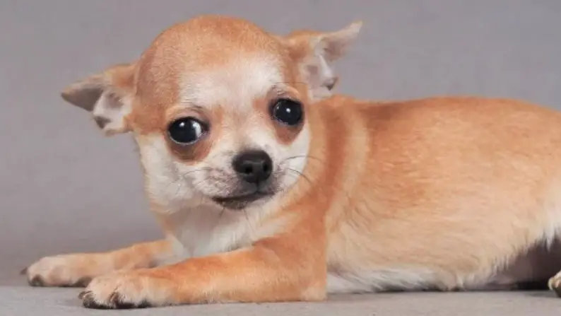 How Long Does a Chihuahua Stay in Heat? PetTime