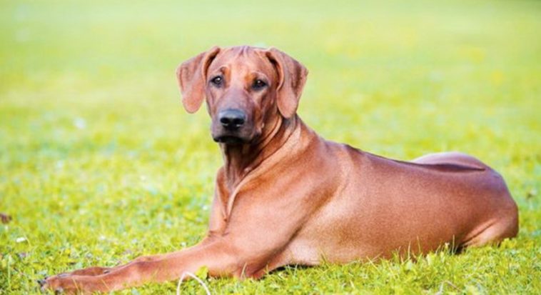 Rhodesian Ridgeback: Healthy Diet - PetTime