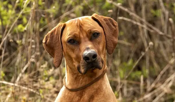 Rhodesian Ridgeback: Training Tips - PetTime