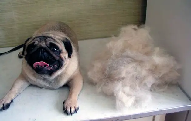 Shedding Pug: Helpful Information - PetTime